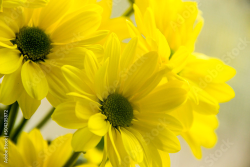 a blossoming flowers of chrysantemum