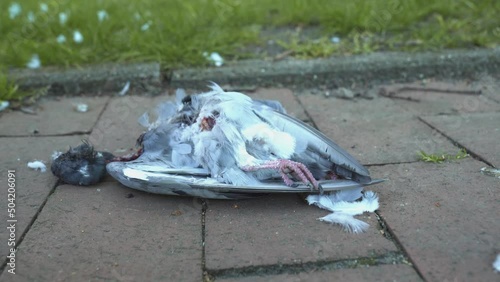Disgusting killed pigeon lying on the pavement on it's back. Dead corpse with bloody head, red claws and teal feathers isolated from green grass. 4k