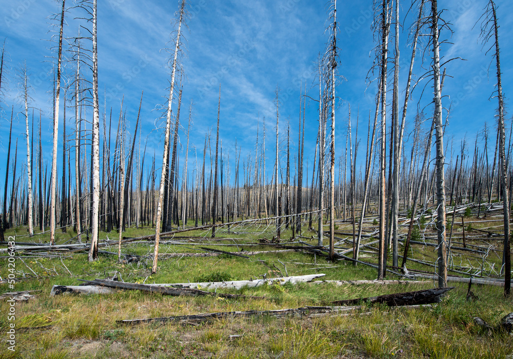 Obraz premium Forest on fire at Yellowstone National Park