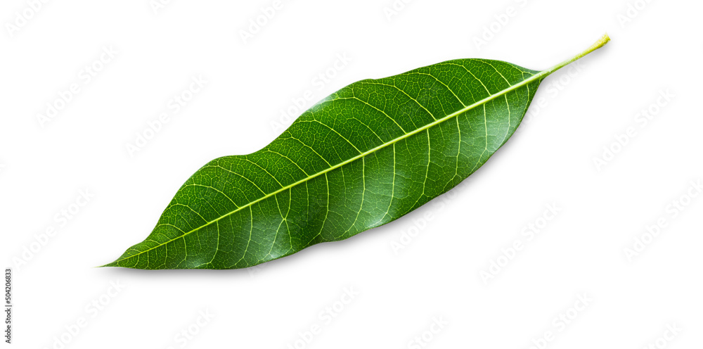 Fototapeta premium Isolated green mango leaf on white