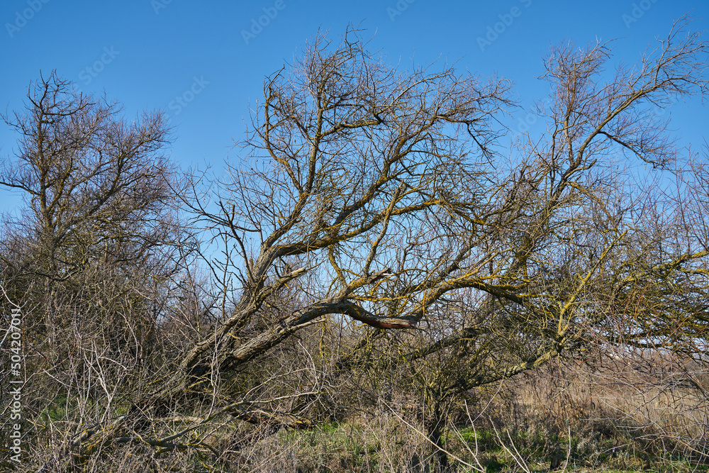 Image of trees felled by hurricane. Image of trees felled by hurricane.