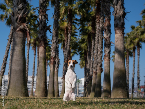 Jack Russell Terrier dog sitting under palm trees. 