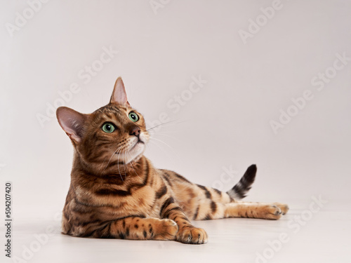 spotted bengal cat on a beige background. funny pet playing 