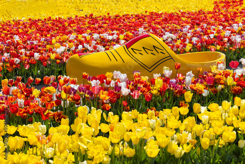 Canvas Print Field of tulips with clog near Keukenhof, The Netherlands