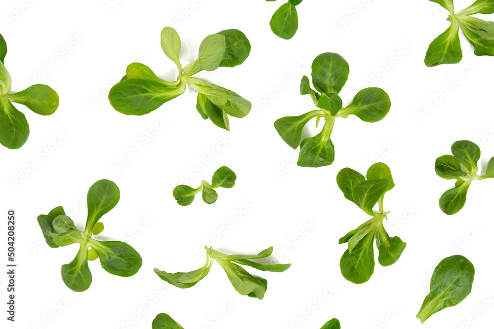 Valerianella lettuce isolated on wnhite background