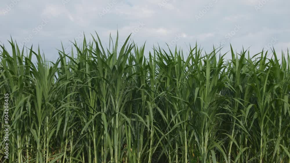 Green napier grass or elephant grass or Uganda grass in agricultural fields, biomass plants, for animal feed, use fuel for electricity generation, raw material for production paper, industrial plant Green napier grass or elephant grass or Uganda grass in agricultural fields, biomass plants, for animal feed, use fuel for electricity generation, raw material for production paper, industrial plant
