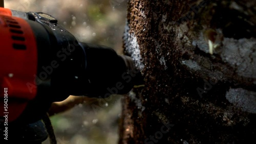 Wallpaper Mural Slow motion of farmer drilling agarwood tree Torontodigital.ca