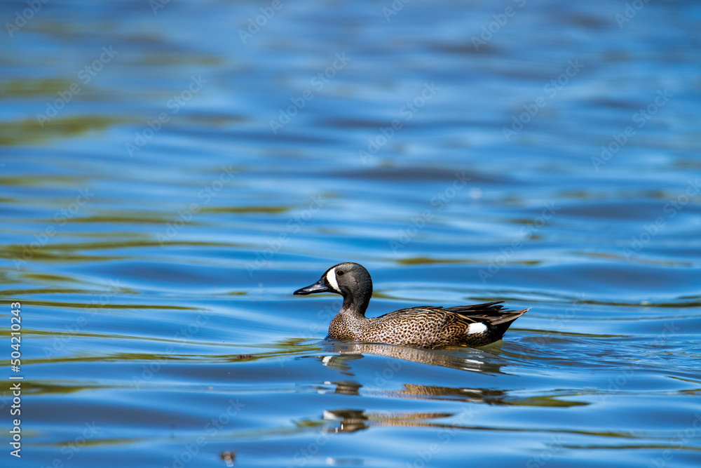 Obraz premium Wild blue-winged teal on a pound.
