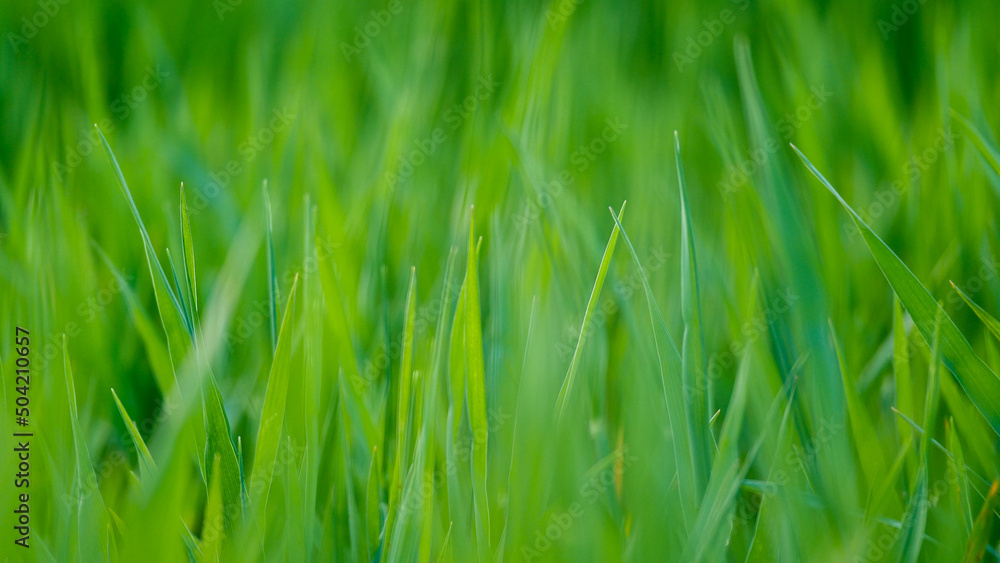 Barley Green Grass Blurred Background. Nature Backdrop with Evening Agricultire Field Leaves Barley Green Grass Blurred Background. Nature Backdrop with Evening Agricultire Field Leaves