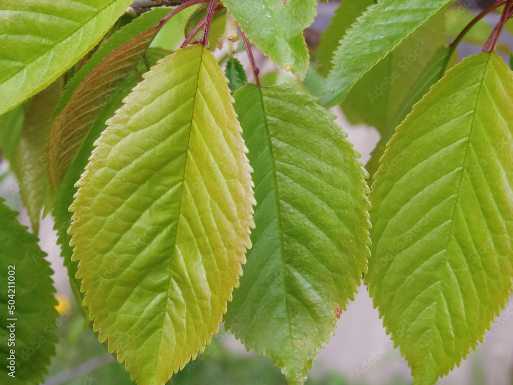 Green juicy cherry foliage close-up. Bright backgrounds with green colors. Green juicy cherry foliage close-up. Bright backgrounds with green colors.