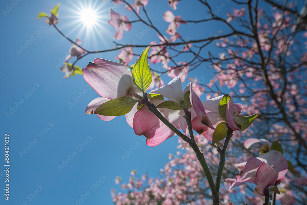 Bright sunlight illuminates the leaf and petals of a pink dogwood tree Bright sunlight illuminates the leaf and petals of a pink dogwood tree