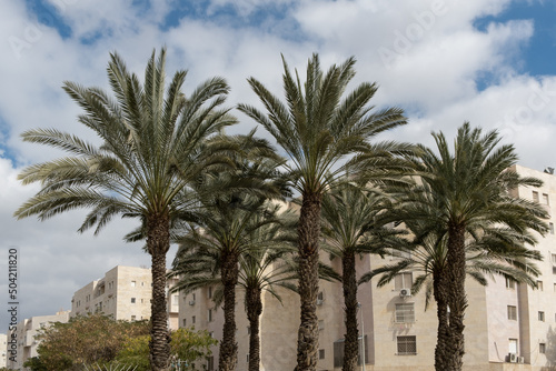 Low angle view of Date palm tree with ripe date fruits near facade of modern building in Israel