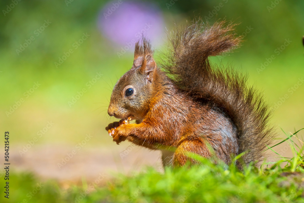 Closeup of a Eurasian red squirrel, Sciurus vulgaris, eating nuts in a forest. Closeup of a Eurasian red squirrel, Sciurus vulgaris, eating nuts in a forest.