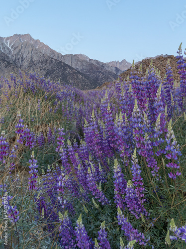 Field of wild blue lupine flowers at sunrise in front of the Eastern Sierra Nevada mountains