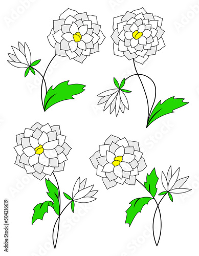 White aster flower floral cartoon set isolated illustrations
