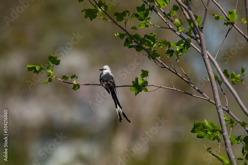 Scissor-Tailed Flycatcher Sitting In Tree photo