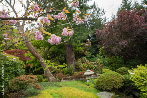 Kirschblüte im Japanese Tea Garden in San Francisco