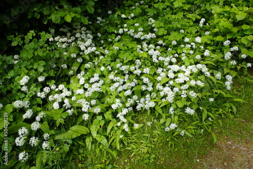 Allium ursinum  known as wild garlic  ramsons  wild cowleek  cowlic  buckrams  broad-leaved garlic  wood in the amaryllis family Amaryllidaceae. 