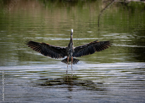 A wet Great Blue Heron coming in for a landing in a river  © Jeff