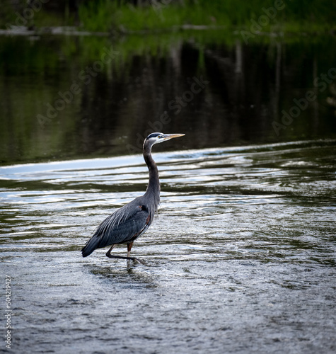 A Great Blue Heron wading in a river searching for fish  © Jeff