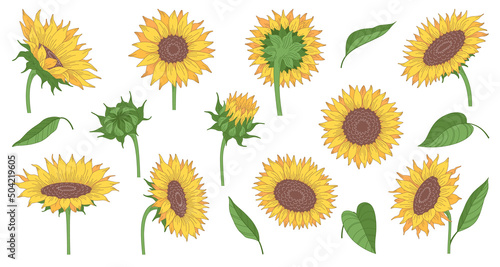 Sunflowers Cartoon Set