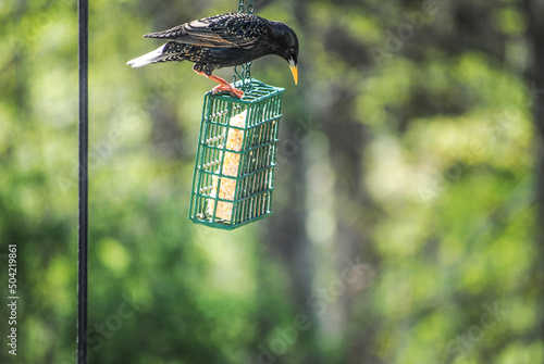 European Starling (Sturnus vulgaris) Perched on a Suet Bird Feeder