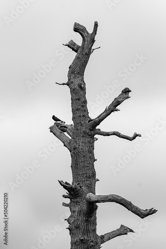 Lone tree with crow