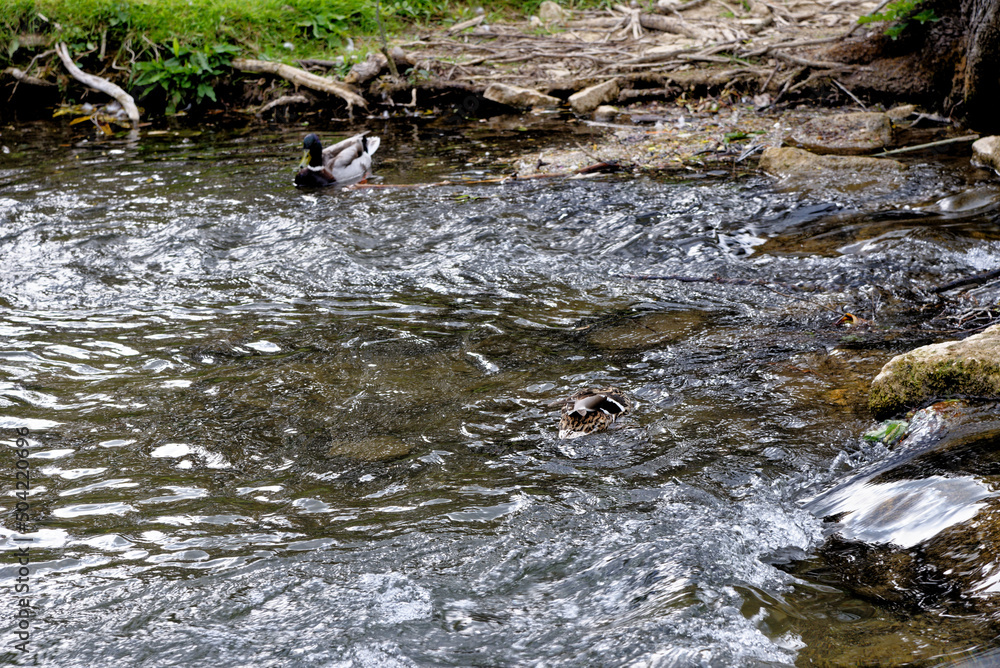 Ducks on the river Windrush - Bourton on the Water Ducks on the river Windrush - Bourton on the Water