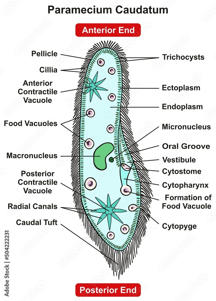 Paramecium Caudatum Parts and Structure Infographic Diagram anterior