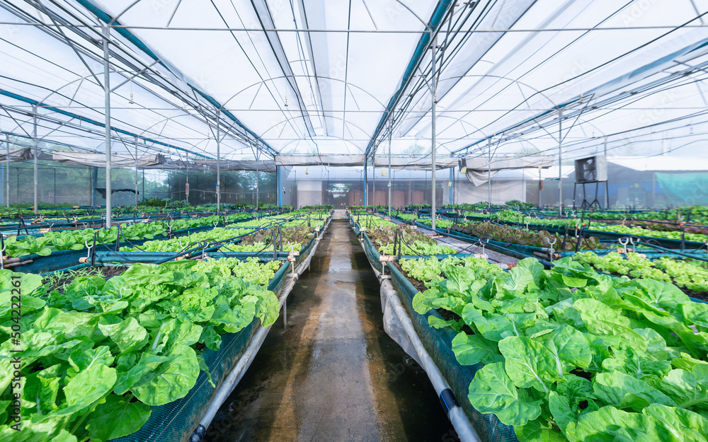 Assorted lettuce in the greenhouse organic focus foreground Assorted lettuce in the greenhouse organic focus foreground