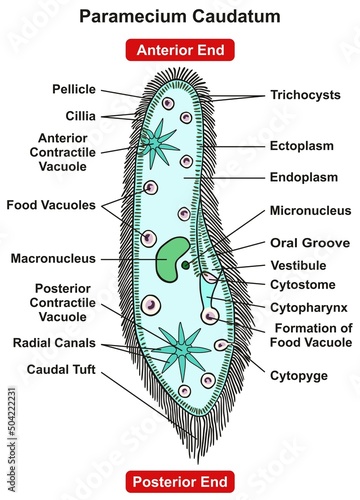 Paramecium Caudatum Parts and Structure Infographic Diagram anterior posterior end single celled unicellular aquatic habitats slipper shape with hairy cilia for biology science education vector