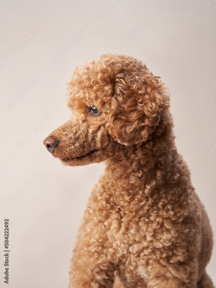 red poodle on a beige background. Portrait of a funny pet in the studio red poodle on a beige background. Portrait of a funny pet in the studio