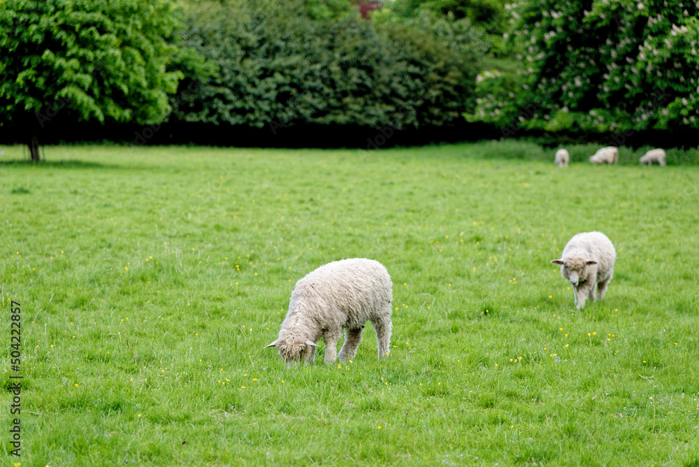 Naklejka premium Sheep On the Field - Bourton on the Water