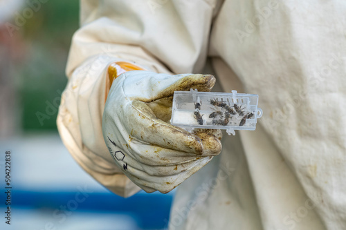 Selective focus shot of queen bee and her assistants standing in special box describing swarming or queen replacement process.