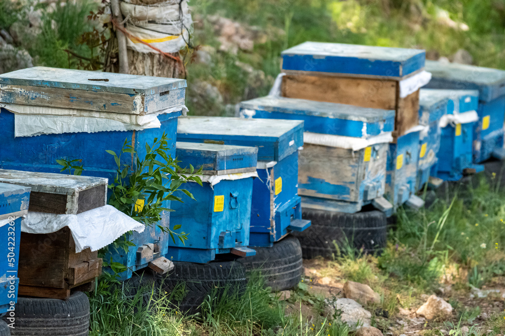Close-up selective focus shot of blue beehives in nature. Close-up selective focus shot of blue beehives in nature.