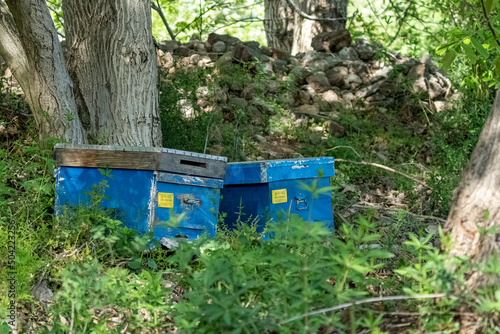 Selective focus shot from distance of blue beehives standing in nature among trees.