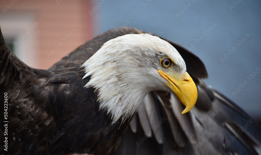 Obraz premium Eagle