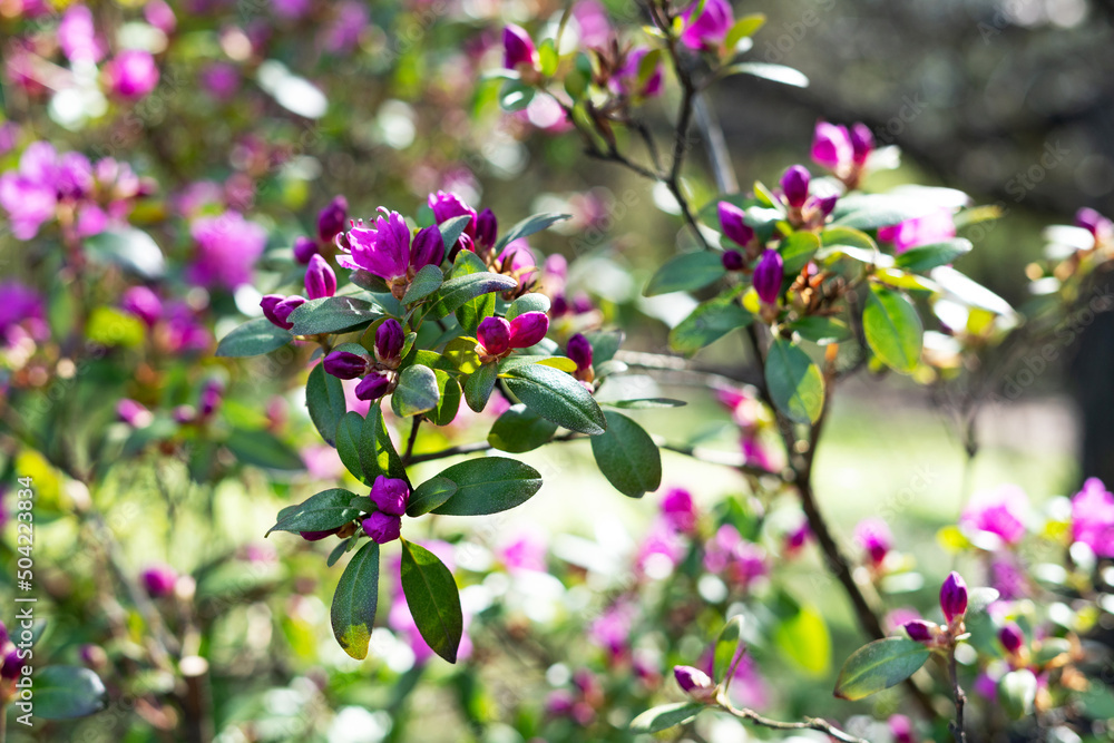 Beautiful rhododendron daurian flowers in the park on the lawn. Blooming rose bush in the garden Beautiful rhododendron daurian flowers in the park on the lawn. Blooming rose bush in the garden