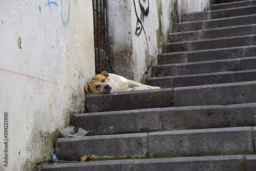 A dog rests on a concrete staircase on the streets of Quito