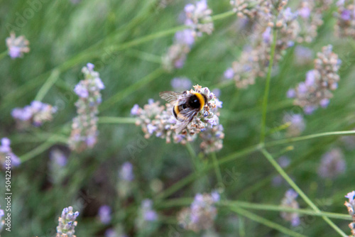 Biene auf Lavendel © Philippe