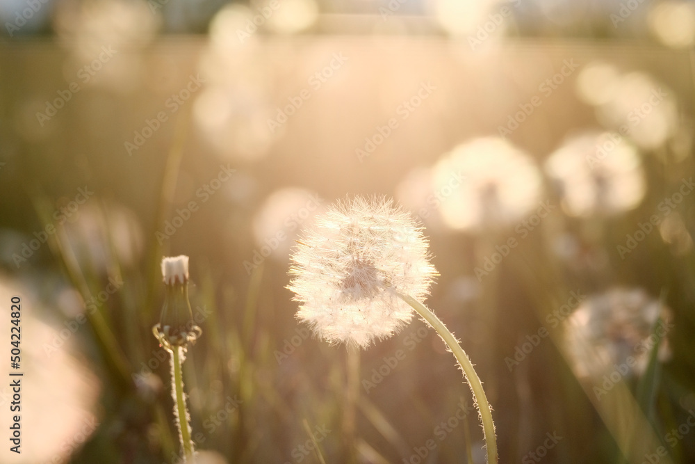 Fototapeta premium Dandelions. Plantation of beautiful flowers, mother and stepmother. Medicinal plants, insemination period. Beautiful background.