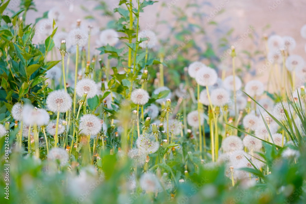 Fototapeta premium Dandelions. Plantation of beautiful flowers, mother and stepmother. Medicinal plants, insemination period. Beautiful background.