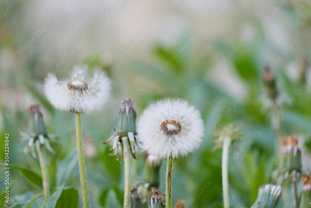 Dandelions. Plantation of beautiful flowers, mother and stepmother. Medicinal plants, insemination period. Beautiful background. Dandelions. Plantation of beautiful flowers, mother and stepmother. Medicinal plants, insemination period. Beautiful background.