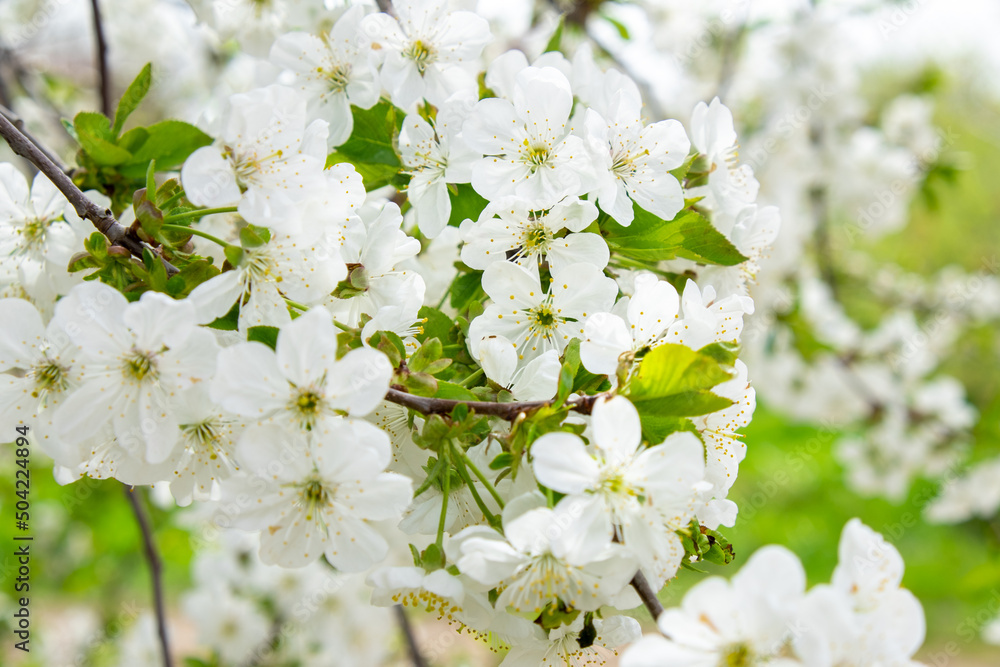Fototapeta premium White cherry tree flowers close-up. Soft focus. Spring gentle blurred background. Blooming apricot blossom branch. Beginning of season, awakening of nature. Fresh green leaves.