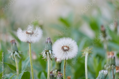 Dandelions. Plantation of beautiful flowers  mother and stepmother. Medicinal plants  insemination period. Beautiful background.
