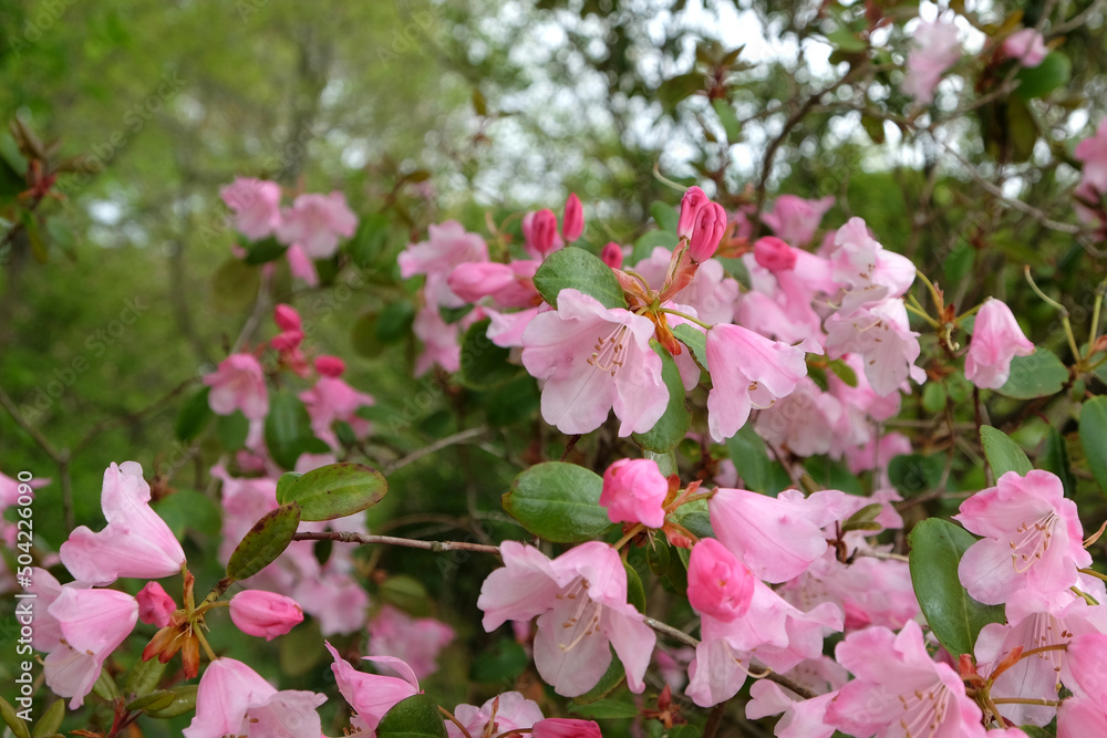 Fototapeta premium Pink Rhododendrons 'Brocade' in flower
