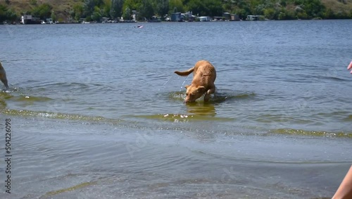 Two stray dogs cool off in the Inhul River on a hot day in Mykolaiv, Ukraine. Video 18 sec. Homeless animals bathe in blue water on Strilka beach