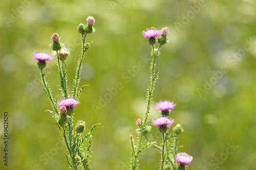 Closeup of spiny pumeless thistle flowers with green blurred plants on background