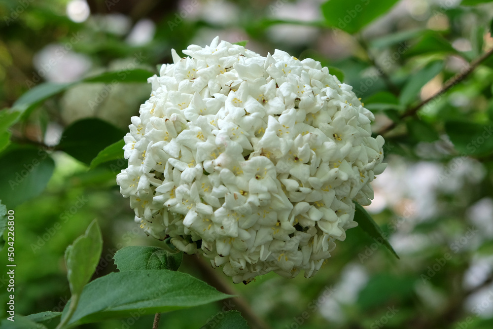 Viburnum opulus roseum 'snowball' in flower. Viburnum opulus roseum 'snowball' in flower.