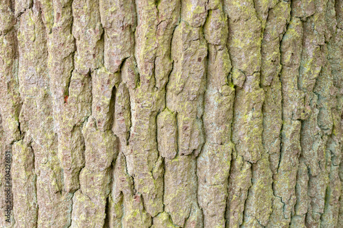 Close Up Bark Of An Quercus Robur Tree At Amsterdam The Netherlands 15-5-2021